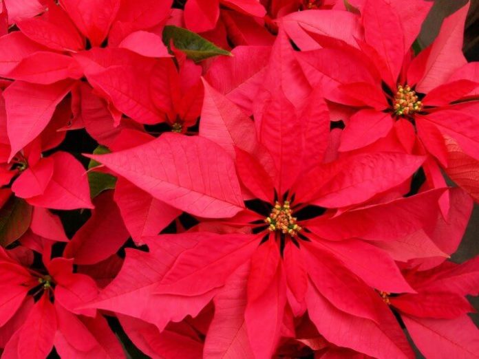 Branson Missouri Christmas event at Butterfly Palace with thousands of red, white & green butterflies & ponsettia tree