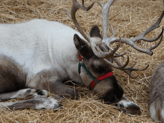 Save on Christmas event at Phoenix Zoo with live reindeer, Rudolph 4D movie, Christmas tree