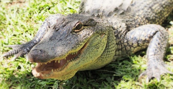 Save money on crocodile safari from Airlie Beach see birds, reptiles