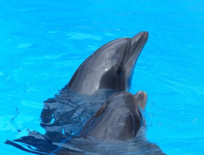 how to save money on swimming with dolphins in Orlando, Florida