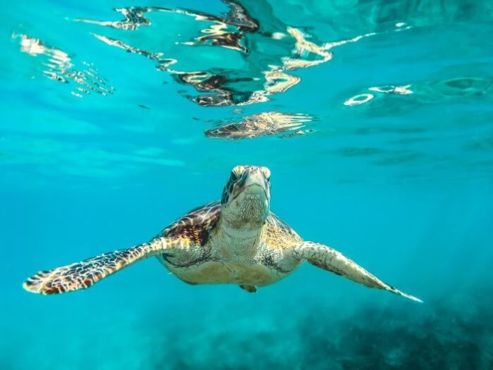 How to win a free stay at Cobbler’s Cove in Barbados & swim with turtles