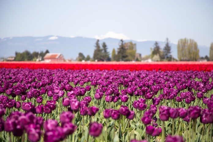 Save 70% on Skagit Valley Tulip Festival