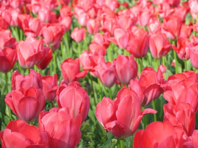 Get free taxi transfer to Chelsea Flower Show at participating London hotels (Bailey, Copthorne Tara, Millennium Gloucester Kensington...