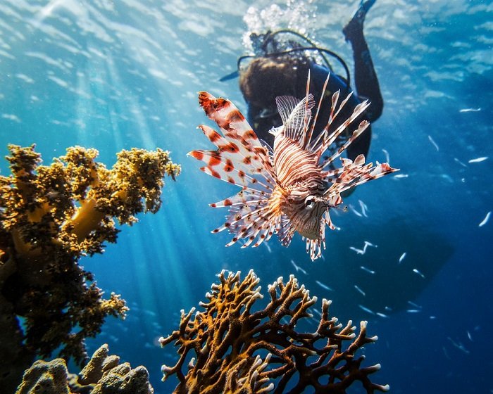 Red Sea Diving Packages at Oberoi Sahl Hasheesh | Green Vacation Deals