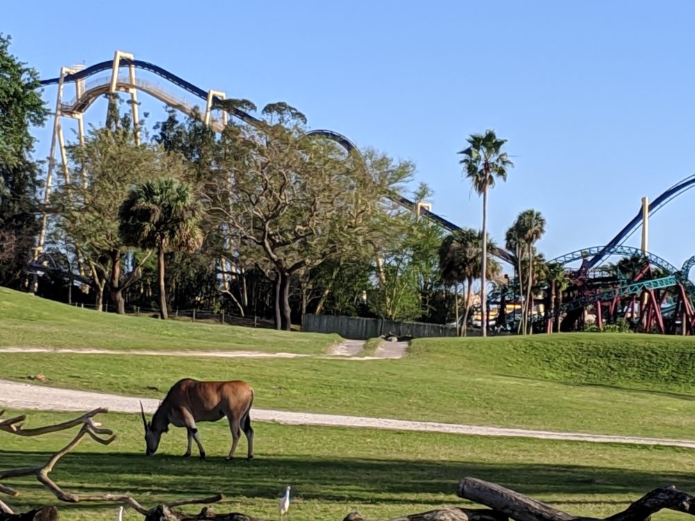 Book a Busch Gardens Tampa vacation package with Holiday Inn Express