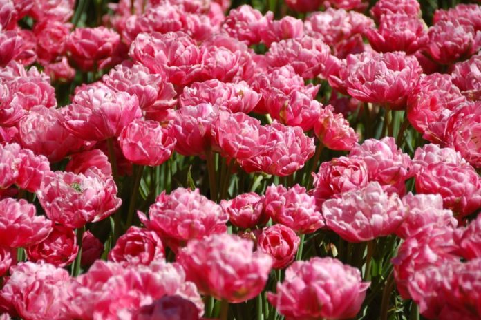 How to get a free trip to Amsterdam & a tulips tour