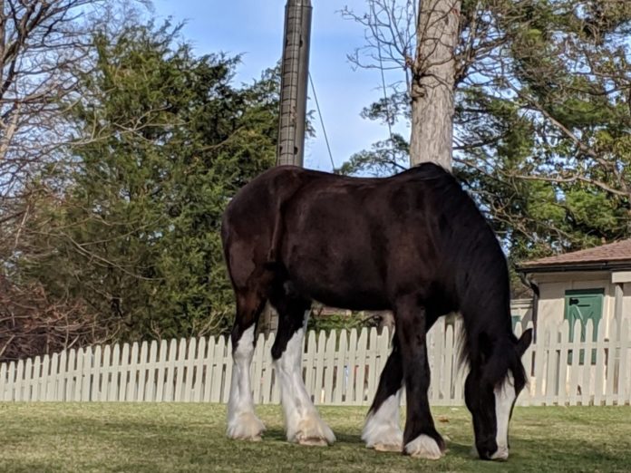 Animal experiences like seeing horses make Busch Gardens Williamsburg theme park a great experience for the whole family