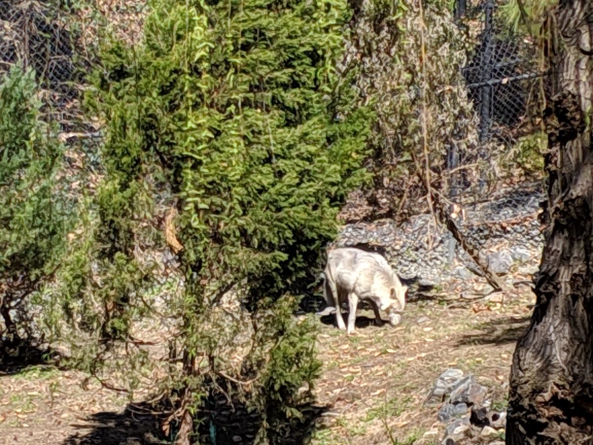 Busch Gardens is the theme park in Southern Virginia with the most things to do for the whole family, including seeing wolves