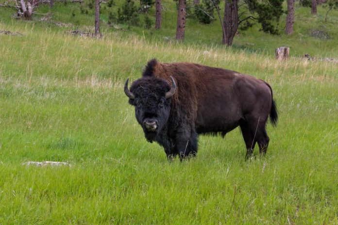 How to save money when traveling to Custer State Park with discounted hotel rates