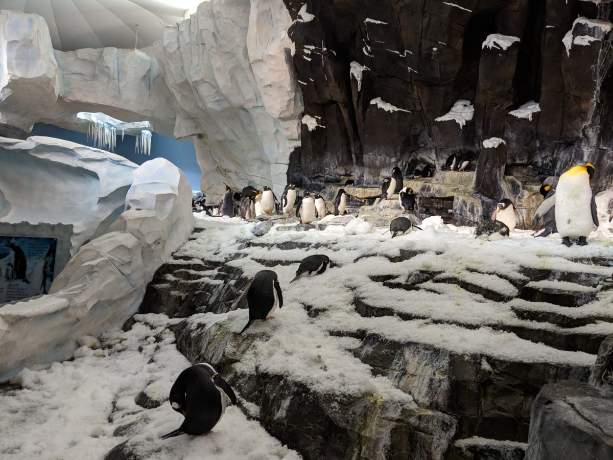 Escape the Orlando Florida sun in the summer by stepping in the penguin exhibit at SeaWorld Orlando