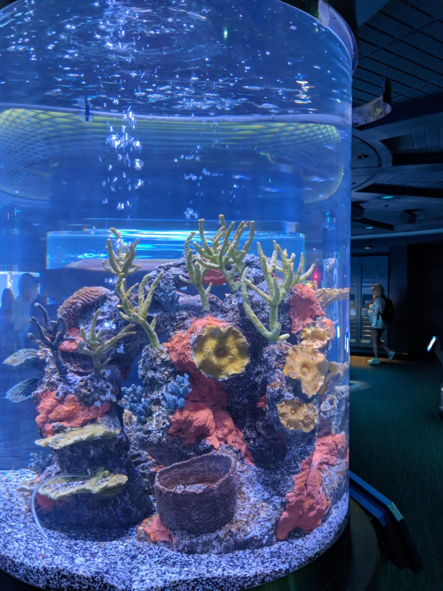 The Seas Pavilion at EPCOT at Disney World has fish, dolphins, turtles & more & is indoor & air-conditioned