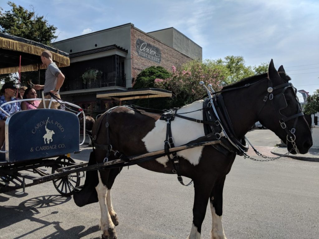 Looking to take a horse & carriage ride in Charleston, South Carolina? We make a case why you should choose Carolina Polo Carriage Company