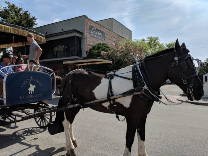 Looking to take a horse & carriage ride in Charleston, South Carolina? We make a case why you should choose Carolina Polo Carriage Company